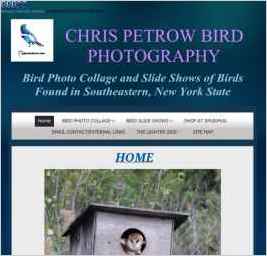 Chris Petrow Bird Photography