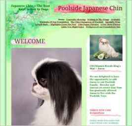 Poolside Japanese Chin